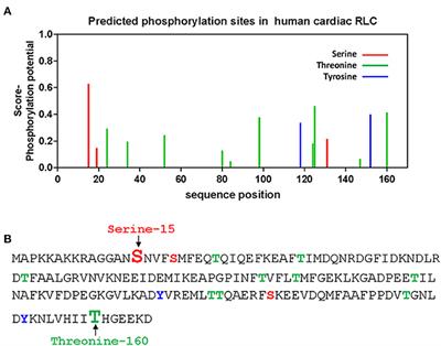 Functional comparison of phosphomimetic S15D and T160D mutants of myosin regulatory light chain exchanged in cardiac muscle preparations of HCM and WT mice